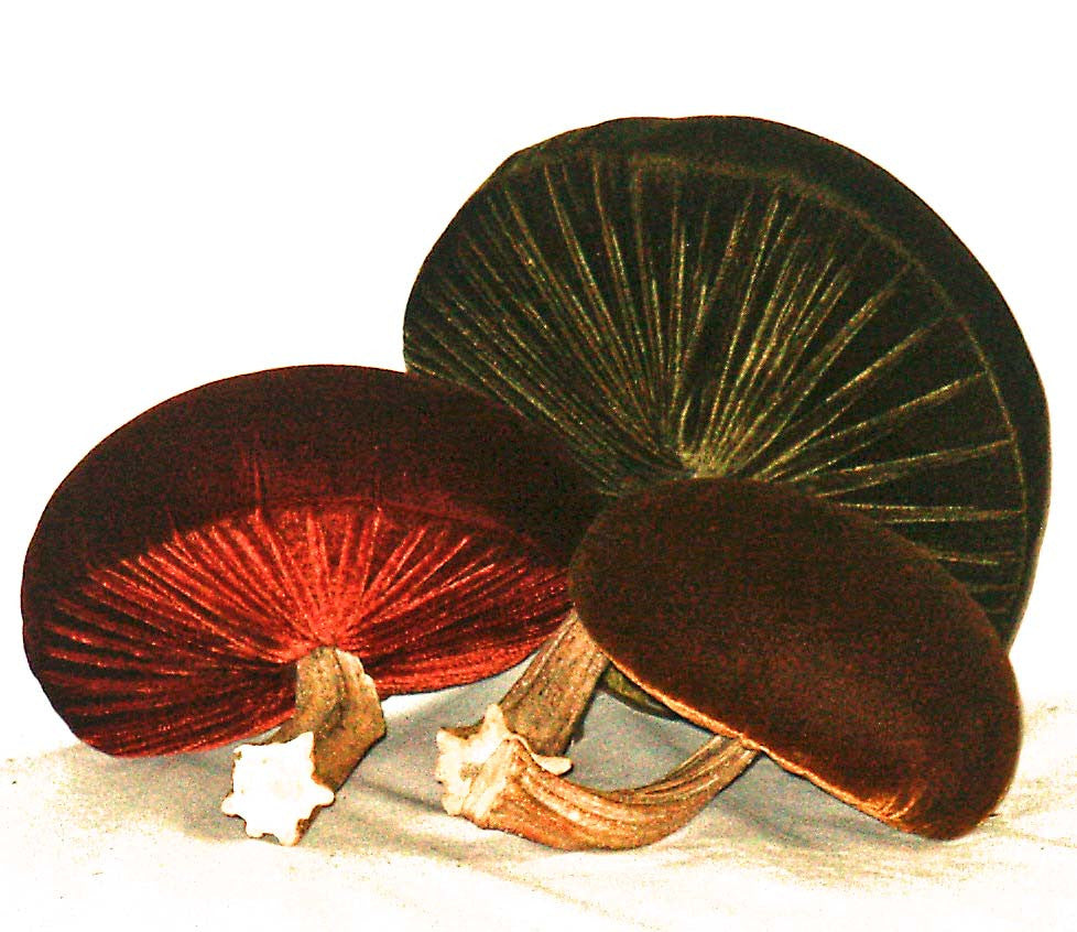 3 Truffles - Kitty's Ltd.
